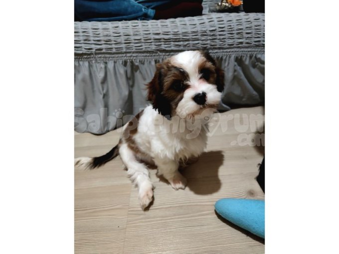 4 Aylık Shih Tzu