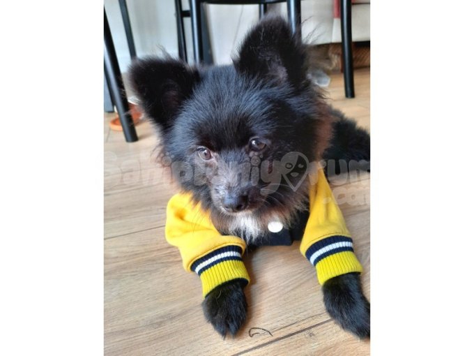 Pomeranian Nadir Renk Siyah Beyaz Karışık 