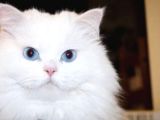 Persian kedi , beyaz renki