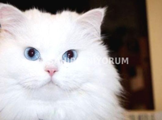 Persian kedi , beyaz renki