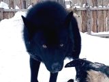 Rusyadan gelecek american wolfdog yavruları SON FIRSAT!!!!