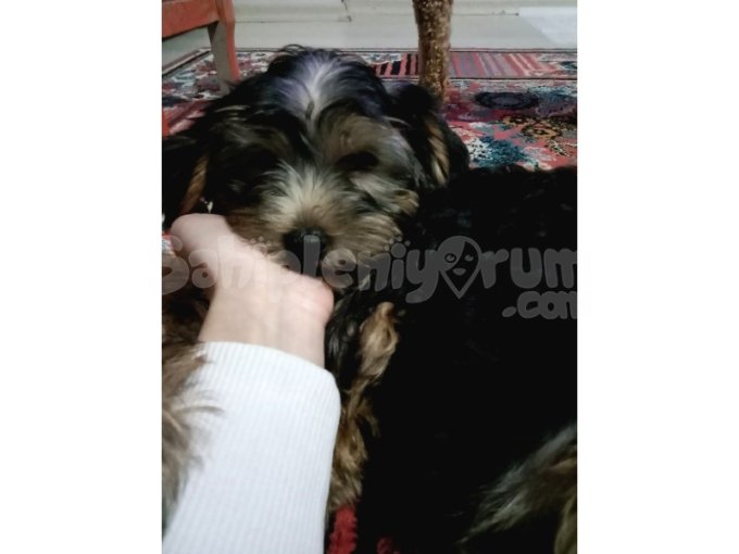Yorkshire Terrier