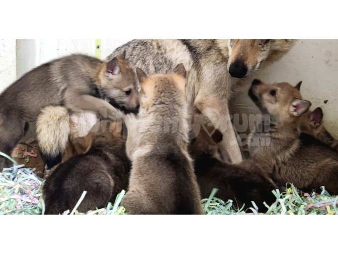 Wolf Dog Yavrular 