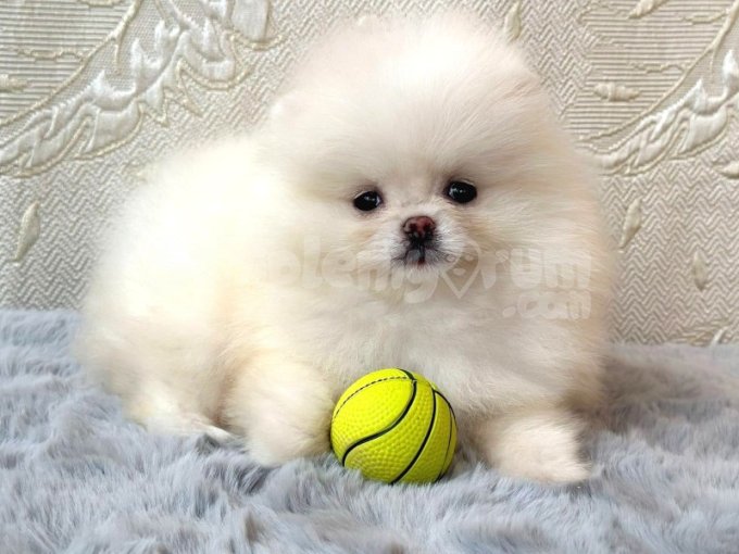 Bembeyaz 3Aylık Aşılı Saf Pomeranian Yavrular