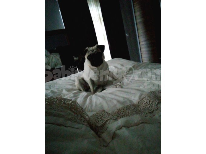 Pug Yavrularımız Yeni Sahiplerini Bekliyor