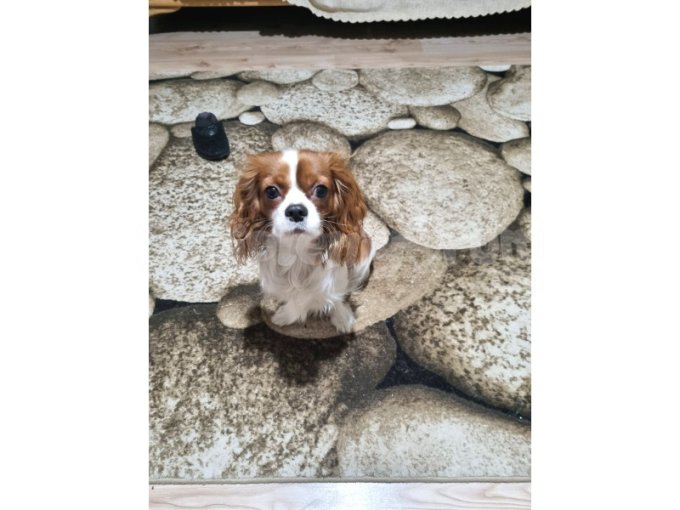 8 Aylık Erkek Saf Kan Cavalier King Charles