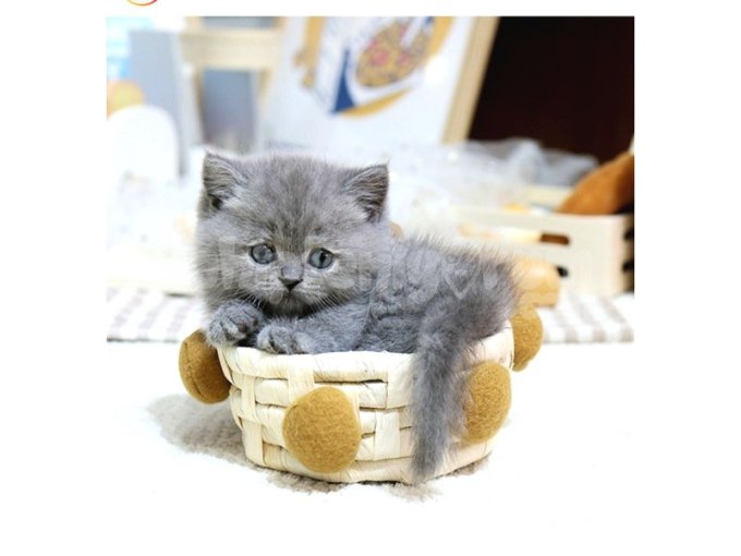 Show Kalite British Shorthair Yavrularımız 