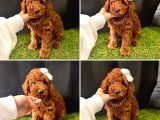 TOY POODLE RED BROWN YAVRULAR 