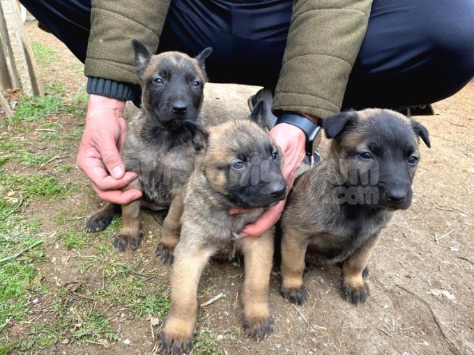 Belçika Kurdu (Malinois) Yavruları