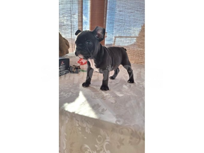 Blue Taşıyıcı Dişi French Bulldog Yavru