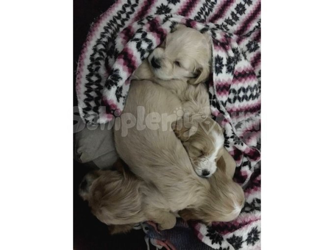 Yavru 1 Aylık Shih Tzu
