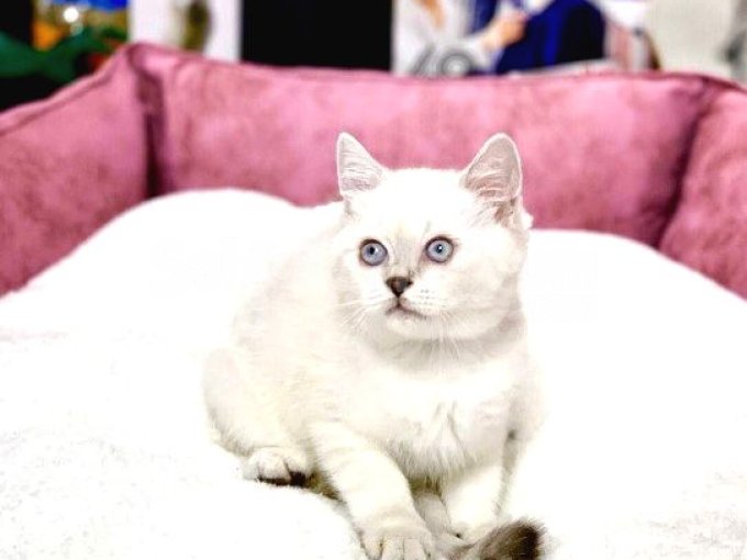 Blue Point British Shorthair Dişi Ve Erkek Yavrular