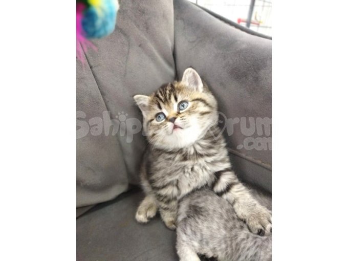 Golden British Shorthair Ve Scottish Fold Yavrular
