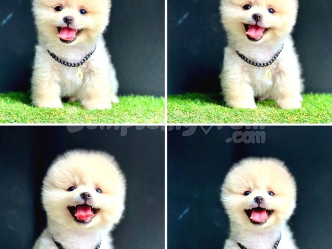 Üst Kalite Pomeranian Boo Bebekler