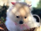 Pomeranian 2 aylık 