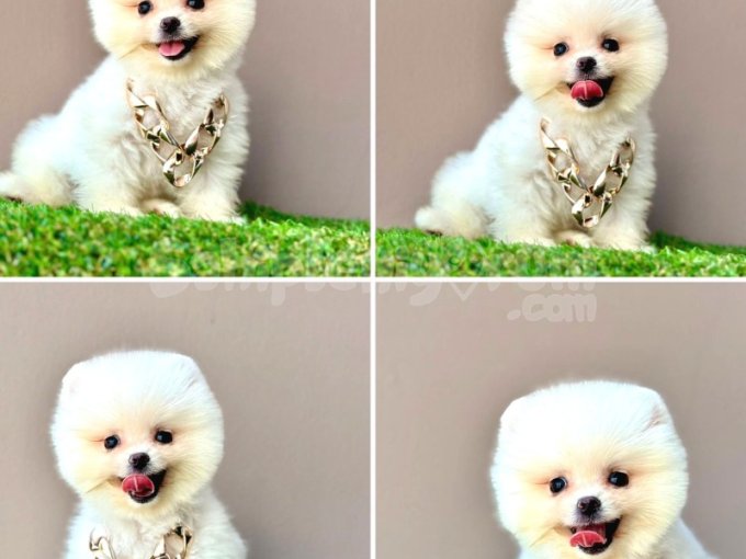 Güzel Pomeranian Bebekler