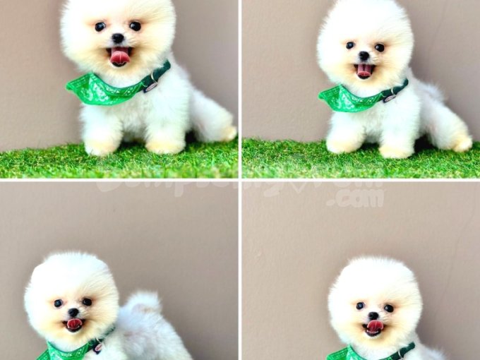Mini Boy Pomeranian Yavrular