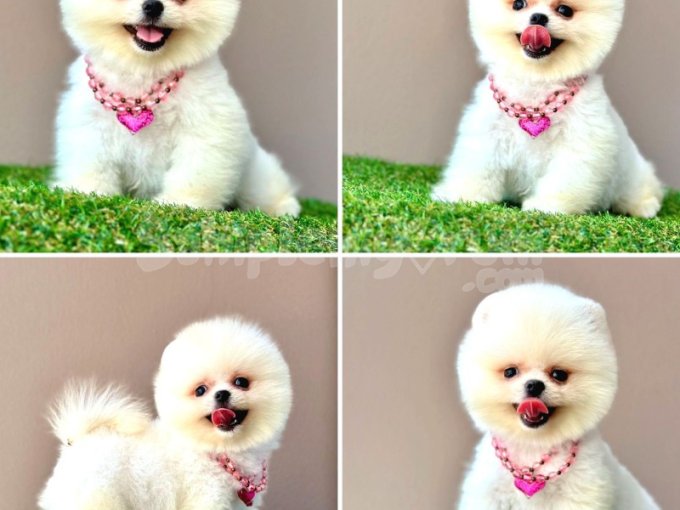 Minik Pomeranian Bebekler