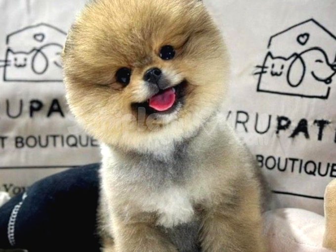 En Üst Kalite Pomeranian Boo Yavrular