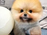 Neşe Kaynağı Pomeranian Boo Yavrular