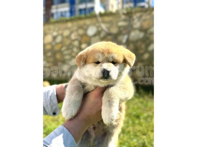 Şecereli Anne Babadan Yüzdeyüz Safkan Akita Inu Yavruları