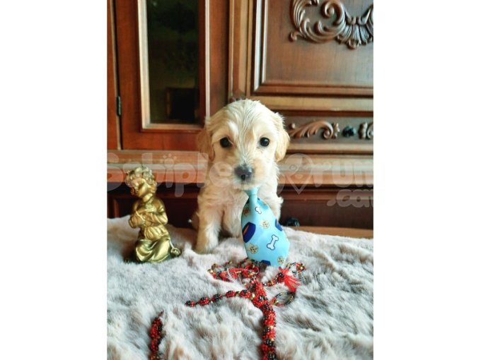 En Tatlı 1 Aylık Yavrular, Nadir Mix  Annesi Poodle Trier,  Babası Cocker Spaniel 