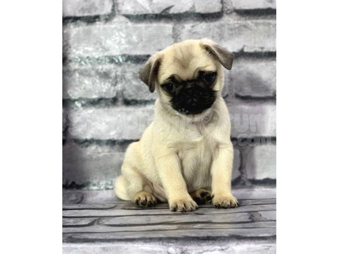 Pug Yavrularımız Sevgi Dolu Yeni Yuvalarını Arıyor