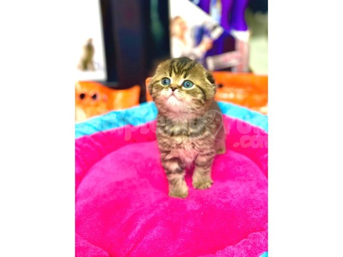 Golden British Shorthair Ve Scottish Fold Yavrular