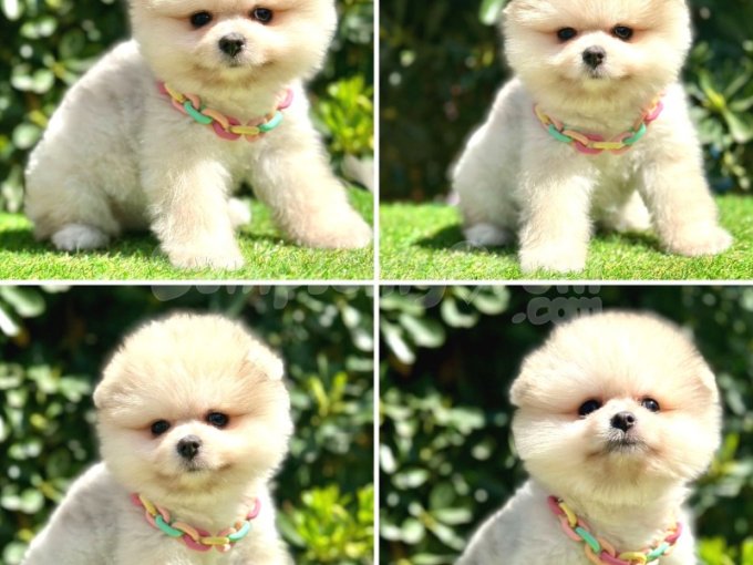 Safkan Pomeranian Bebekler