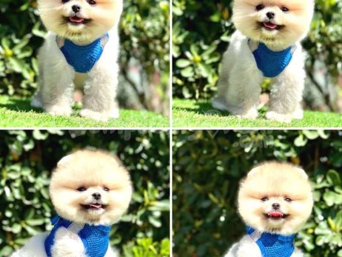 Güzel Mini Boy Pomeranian Yavrular