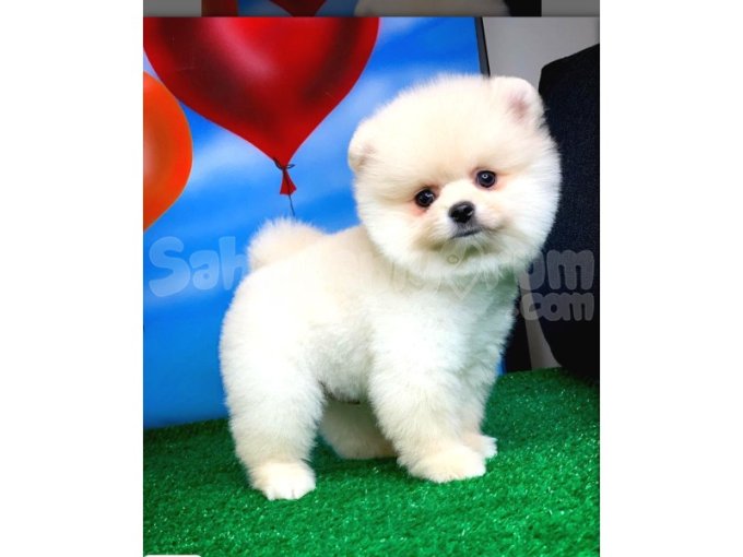 Gerçek Safkan Pomeranian Yavrular