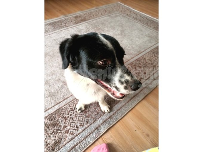 Acil Yuva 2 Yaş Erkek Jack Russell / Zamanı Doluyor