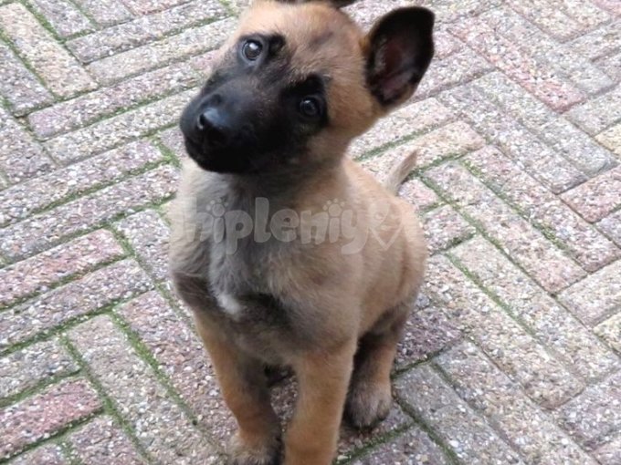 Malinois Safkan Yavrular