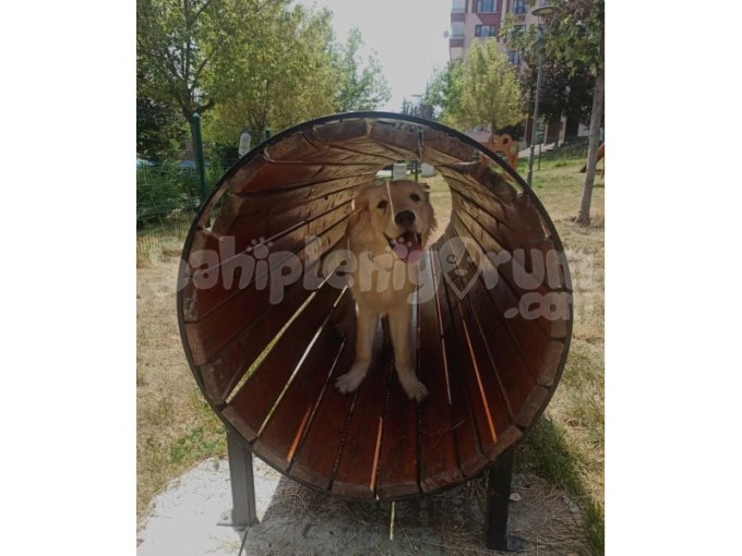 Insan Delisi Dişi Golden  