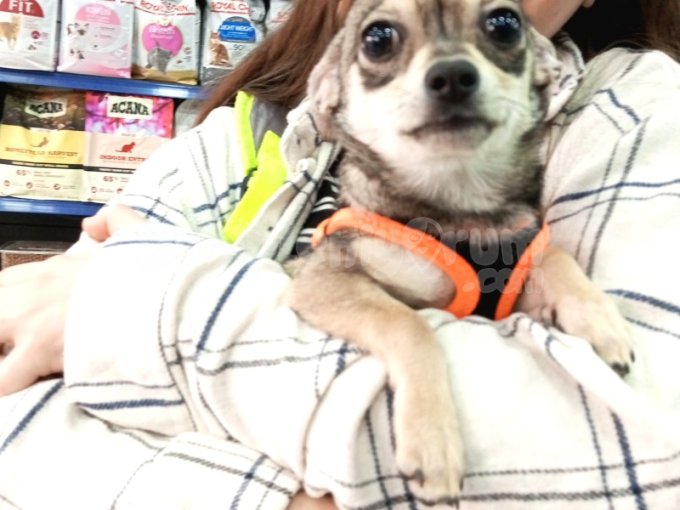 Köpeğim Mila Yuva Arıyor