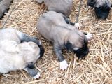 Yeni doğmuş Kangal yavruları