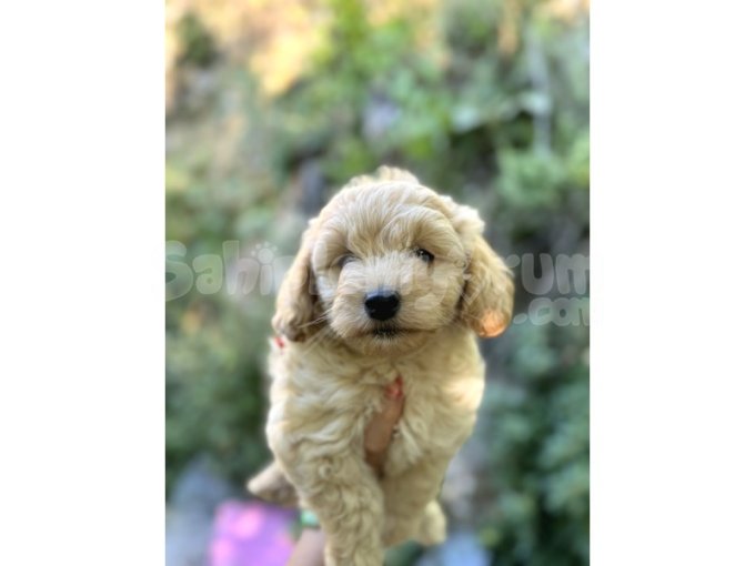Tüy Dökmeyen Maltipoo