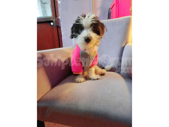 Yukshaire Ve Shi Tzu Mix