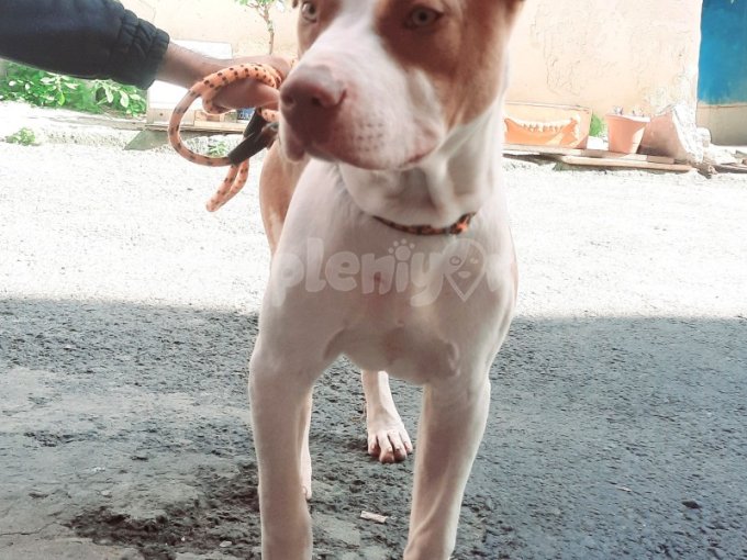 American Pit Bull Terrier 5 Aylık