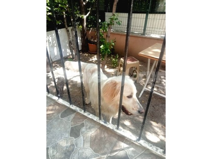 Ankara'Da Bulunan Hayvanseverlere Duyuru!! Acil Golden Retriever Sahiplenecekler Ulaşsın...