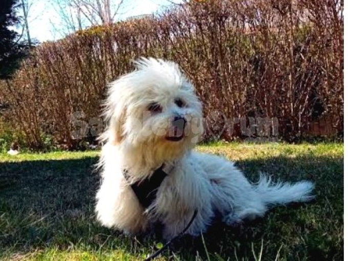 Maltipoo Terrier