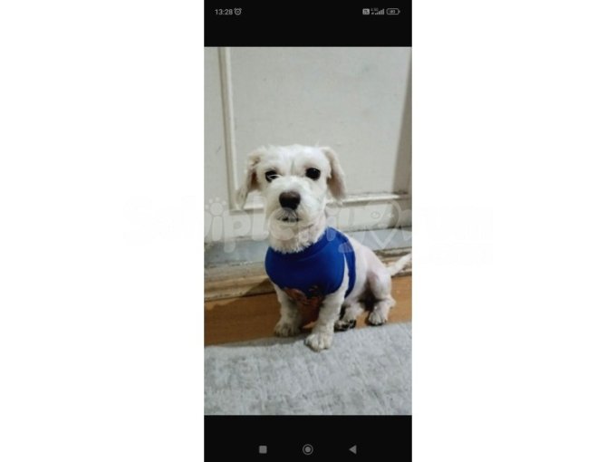 Aşılar Tam Maltese Terrier