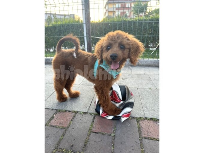 Toy Poodle Yavru Kırma  