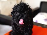 Safkan Black Toy Poodle Yavrular - Servis İmkanı