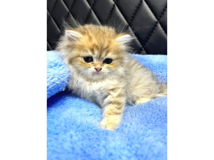 British Longhair Golden