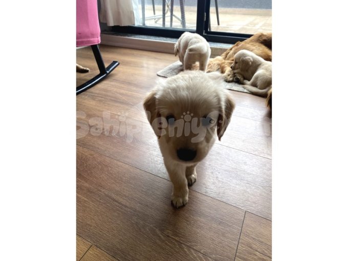 Ev Doğumlu Orjinal Babyface Golden Retriever Yavrular 