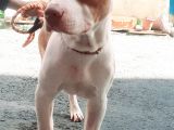 American Pit Bull Terrier 5 aylik