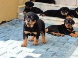 Evimizde Beslediğimiz Rottweiler in Saf Alman yavruları