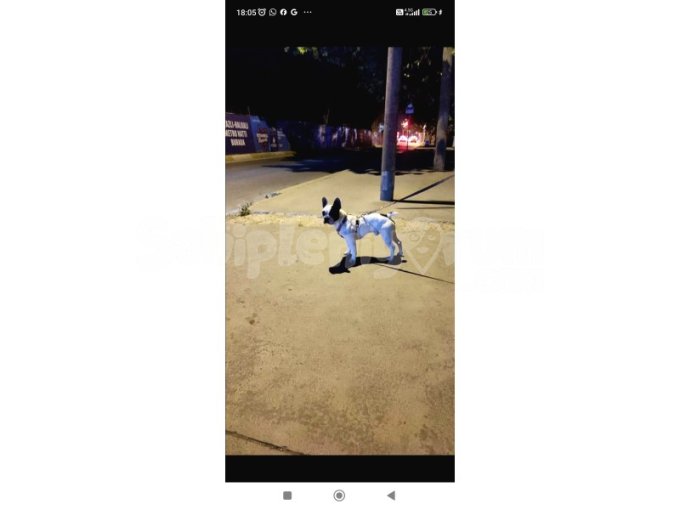 Ücretsiz Sahiplendirme French Bulldog