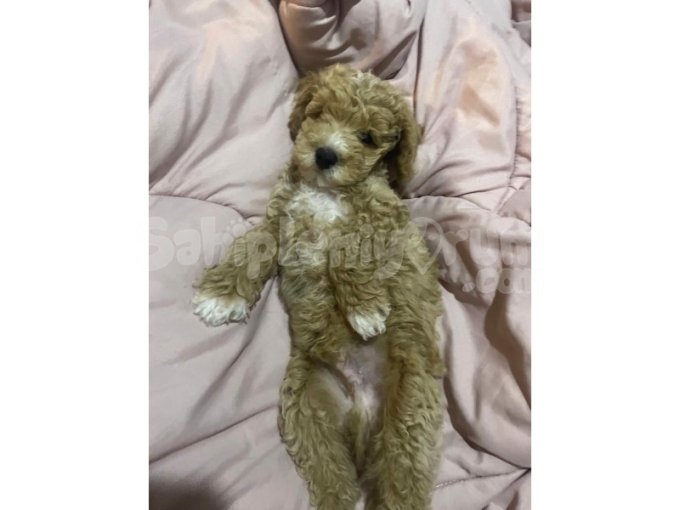 4 Aylık Erkek Maltipoo